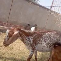 بز ه