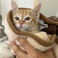 واگذاری گربه dsh