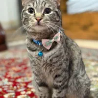 گربه گمشده مژدگانی نفیس