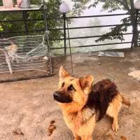 سگ ژرمن ماده ۶ماهه