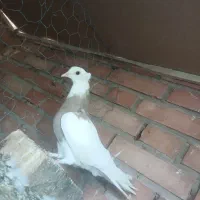 چند جفت کبوتر