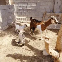 با سلام بزه و دو کهره نر ماده