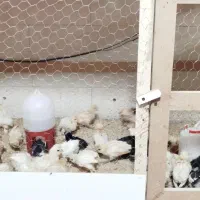 مرغ خروس