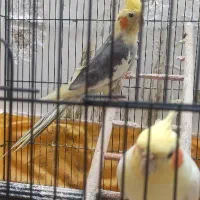 عروس هلندی جفت درجه یک