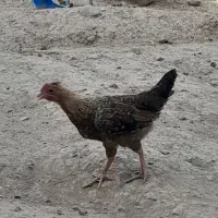 جوجه