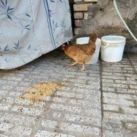 مرغ کردی خروس