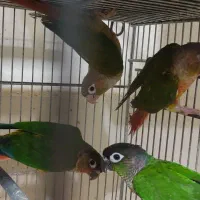 گرینچیک.کوتوله.طوطی برزیلی .کوتوله سرلاکی.گیرینچیک