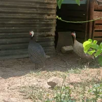 مرغ شاخدار