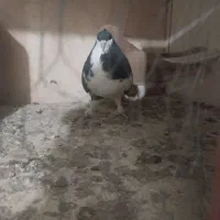 کفتر خوش رنگ