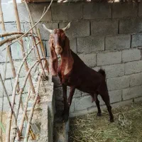 بزه گلابی آبستن دوماهه