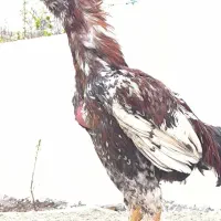 خروس لاری