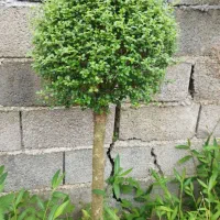 فروش درختچه مورت پیوندی