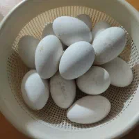 تخم غاز (بط)