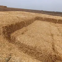 کاه|گل و گیاه طبیعی|گنبد کاووس, |دیوار
