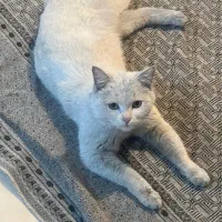 گربه انکارا رایگان