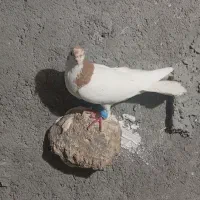 سلام