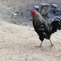 فروش خروس محلی