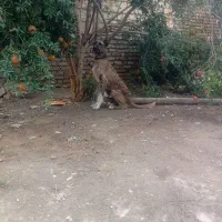 سگ خراسانی