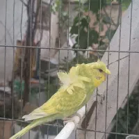 مرغ عشق پروانه ای