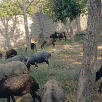 30راس میش بره دار داشتی قیمت مناسب