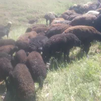 میش بره دار