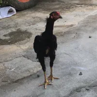 جوجه لاری