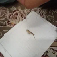 ملخ محلی