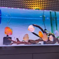 آکواریوم شیشه کریستال