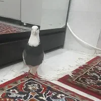 ابلق ماده