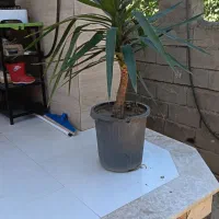 یوکا|گل و گیاه طبیعی|گنبد کاووس, |دیوار