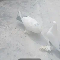 کبوتر کمیر گویروخ