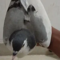 کفتر