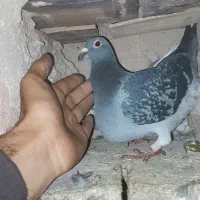 پلاکی اردن