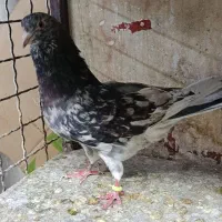 کفتر کبوتر  سرور  بشرط  پرش