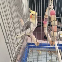 عروس هلندی نر