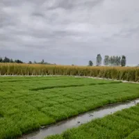 برنج شمال زیر قیمت بازار