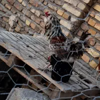 خروس گلین معاوضه با مرغ