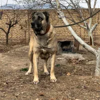 واگذاری سگ سرابی.نگهبان