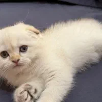 گربه اسکاتیش