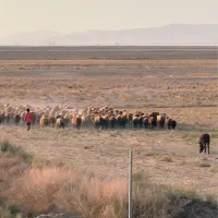 استخدام چوپان ۲۴ ساعته با خانواده به همراه اسکان