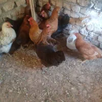 ۹ عدد مرغ ۱ خروس