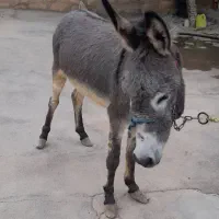 خر جوان