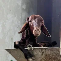 سلاخی وقصابی سیار