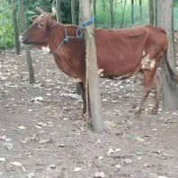 گاو شکم دار