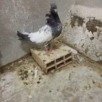 جوجه کله سبز