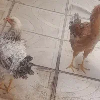 جوجه ۵ ماهه