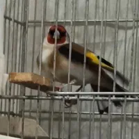 سهره جفتی ( کت صلیبی و دست باز)