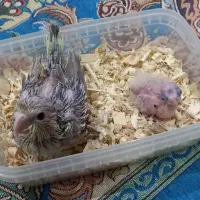 عروس هلندی جوجه ۲۰ روزه و یک ماده ۷ماهه