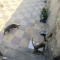 گربه نر سرحال آماده جفت گیری