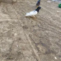 کبوتر کله سیاه